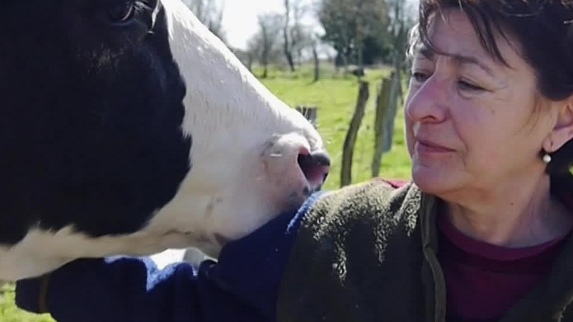 Les Vaches N Auront Plus De Nom Nous paysans | FranceTvPro.fr